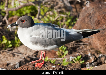 Schwalbenschwanz-Möwe (Creagrus furcatus), Nordseymour-Insel, Galapagosinseln, Ecuador. Stockfoto