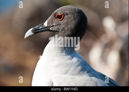 Schwalbenschwanz-Möwe (Creagrus furcatus), Nordseymour-Insel, Galapagosinseln, Ecuador. Stockfoto