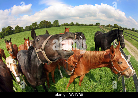 Ein Pferd seine Lippe Eisstockschießen Stockfoto