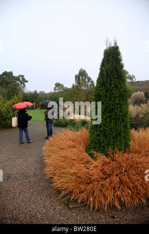 zwei Frauen mit Sonnenschirmen betrachten RHS Rosemoor Herbst im Regen Great Torrington Devon UK Stockfoto