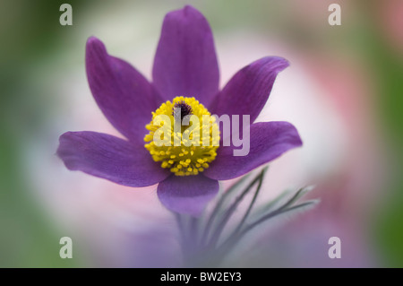 Eine einzelne lila Flowerhead Pulsatilla Vulgaris - Kuhschelle, Küchenschelle Stockfoto