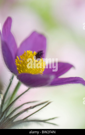 Eine einzelne lila Flowerhead Pulsatilla Vulgaris - Kuhschelle, Küchenschelle Stockfoto