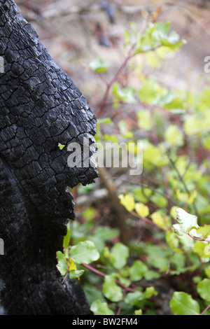 Detail der Holzkohle verbrannt Wald nach Brandkatastrophe Stockfoto