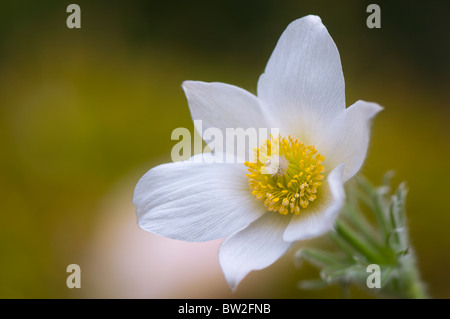 Eine einzelne weiße Pasque Flowerhead - Pulsatilla Vulgaris 'Alba', Küchenschelle Stockfoto