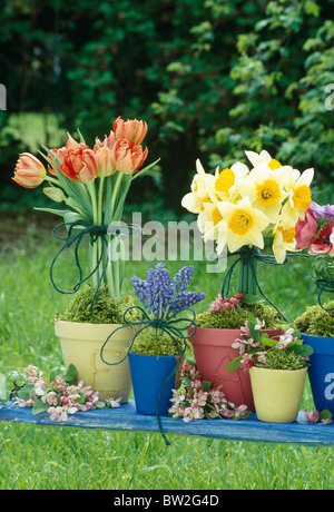 Stillleben mit Tulpen und Narzissen mit Traubenhyazinthen in bunt bemalt Töpfe auf blau Gartenbank Stockfoto