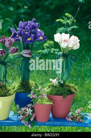 Nahaufnahme von blaue Iris und weiße Tulpen mit Moos im Frühjahr Blumenarrangements in bunt bemalten Töpfe auf blau Gartenbank Stockfoto