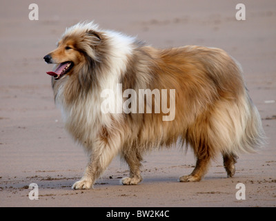 Rough Collie am Strand, Cornwall, UK Stockfoto