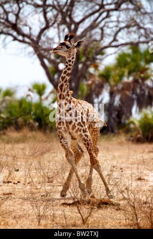 junger MAASAI GIRAFFE (Giraffa Plancius Tippelskirchi) Selous Nationalpark Tansania Stockfoto