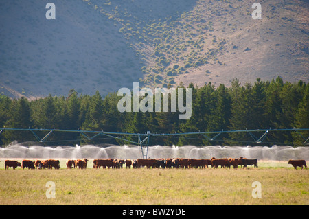 Kühe, Abkühlung, Schafe weiden, Mount Cook, Aoraki/Mt Cook, Mt Cook National Park Mackenzie County, Südinsel, Neuseeland Stockfoto