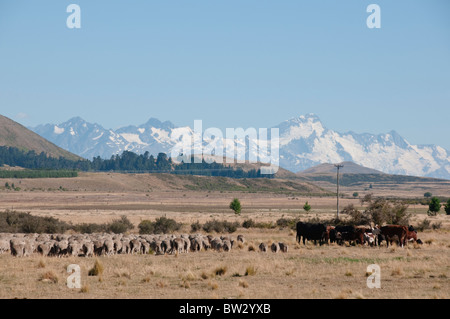 Kühe, Schafe grasen, Mount Cook, Aoraki/Mt Cook, Mt. Cook Nationalpark Mackenzie County, Südinsel, Neuseeland Stockfoto