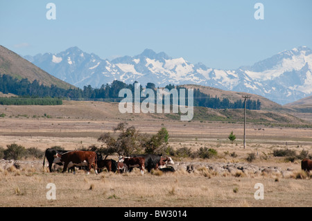 Kühe, Schafe grasen, Mount Cook, Aoraki/Mt Cook, Mt. Cook Nationalpark Mackenzie County, Südinsel, Neuseeland Stockfoto