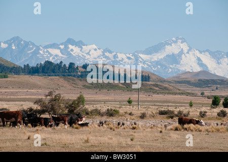 Kühe, Schafe grasen, Mount Cook, Aoraki/Mt Cook, Mt. Cook Nationalpark Mackenzie County, Südinsel, Neuseeland Stockfoto