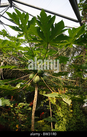 (Carica Papaya) Papayabaum Interieur von tropischen Regenwald Biom Eden Projekt Cornwall UK Stockfoto