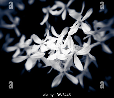 Zarte Blumen in schwarz / weiß Monochrom. Tilt-Shift-Objektiv geschossen, scharf in das Durcheinander und unscharfe Kanten. Jungfrauen Bower. Stockfoto