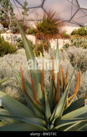 Aloe-Pflanze Interieur des Mittelmeers Biom Eden Projekt Cornwall UK Aloe Stockfoto