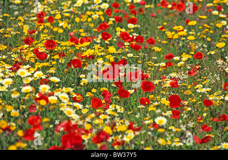 Eine bunte Wildblumenwiese mit Mohn und Gänseblümchen Stockfoto