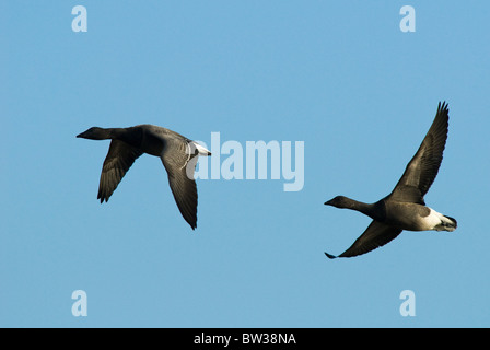 Ein paar dunkle-bellied Ringelgänse (Branta Bernicla) im Flug bei Snettisham Reserve Norfolk Stockfoto