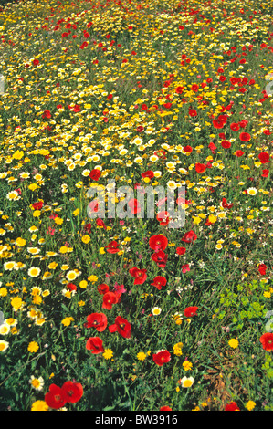 A colourful wild flower meadow with poppies and daisies Stockfoto