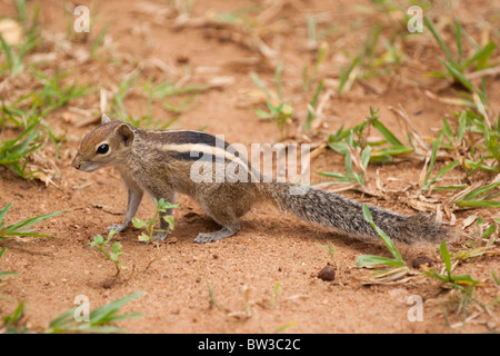 Sri Lanka Baum-Eichhörnchen am Boden Stockfoto