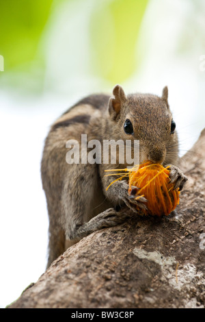 Sri Lanka Baum-Eichhörnchen Essen Obst Stockfoto