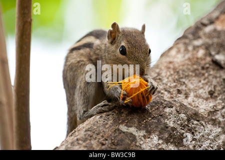 Sri Lanka Baum-Eichhörnchen Essen Obst Stockfoto