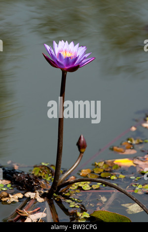 Red und Blue Star Seerose, Sri lanka Stockfoto