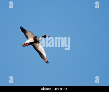 Brandgans (Tadorna Tadorna) im Flug bei Snettisham, Norfolk Stockfoto