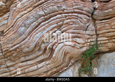Boquillas Bildung Kalkstein und Schiefer verdreht Schichten im Ernst Canyon, Chihuahua-Wüste in Big Bend Nationalpark, Texas, USA Stockfoto