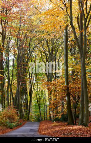 Straße, die mitten durch den Wald im Herbst Stockfoto