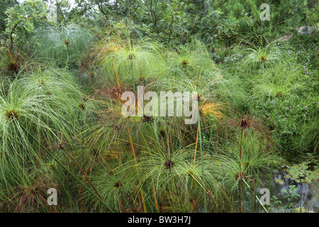 Südafrikanische Ziergräser Stockfoto