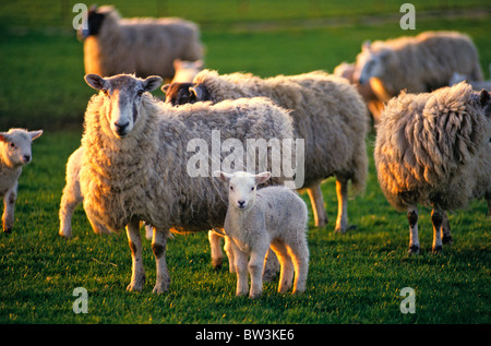 Mutterschafe und Frühjahr Lämmer sammeln in der Abendsonne Stockfoto