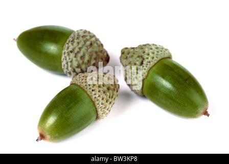 Drei grünen Eicheln isoliert auf weißem Hintergrund Stockfoto