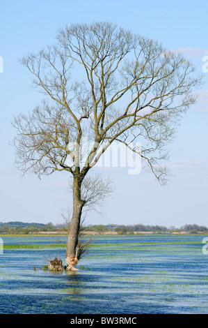 Isolierte weiße Weide (Salix Alba) mit Stamm fast durchgekaut von Eurasische Biber (Castor Fiber), Polen. Stockfoto