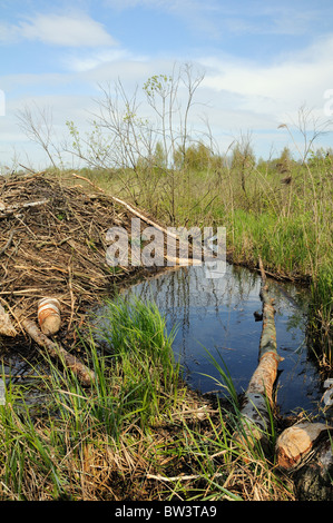 Eurasische Biber (Castor Fiber) Lodge und Teich, Biebrza Sümpfe, Polen. Stockfoto