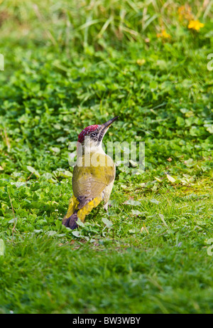 Grünspecht (Picus Viridis), die auf der Suche nach Ameisen auf Wiese Stockfoto