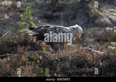 Seeadler im Wald environnement Stockfoto
