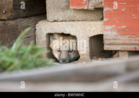 Red Fox Kit versteckt sich in einem Betonklotz Stockfoto