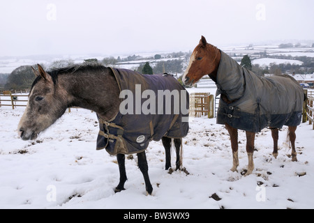 Pferde (Equus Caballus) Wintermäntel im fallenden Schnee, Wiltshire, UK Winter tragen. Stockfoto