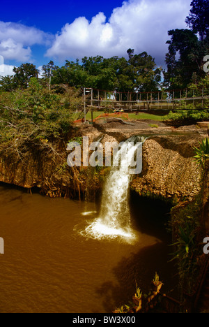 Paronella Park Vegetation in Queensland, Australien Stockfoto