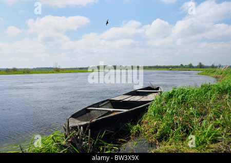 Weiß-winged zurück-Seeschwalbe (Chlidonias Leucopterus) fliegt über traditionelle Punt vertäut am Narew Flussufer, Polen, Mai. Stockfoto