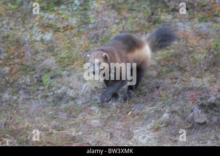 Wilden Wolverine in norwegische Waldkatzen Stockfoto