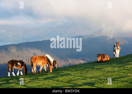 Pferde (Equus Caballus) Weiden in der Morgendämmerung auf Pyreneean Bergrücken an Grenze zu Frankreich/Spanien, Oktober. Stockfoto