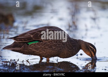 Pazifische schwarze Ente (Anas Superciliosa) Fütterung im seichten Wasser Stockfoto