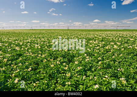 Mitte Wachstum, blühen Kartoffelfeld mit Center Pivot-Bewässerung-System im Hintergrund, in der Nähe von Somerset, Manitoba Stockfoto