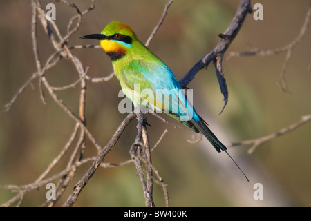 Regenbogen Bienenfresser (Merops Ornatus) thront auf einem Ast Stockfoto