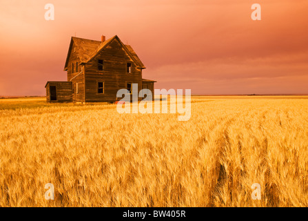 Verlassenen Bauernhaus, Wind verwehten Durum-Weizen-Feld in der Nähe von Assiniboia, Saskatchewan Stockfoto