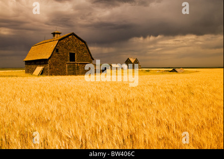 Verlassenen Bauernhof, Wind verwehten Durum-Weizen-Feld in der Nähe von Assiniboia, Saskatchewan Stockfoto