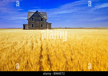 Verlassenen Bauernhaus in Wind-durchgebrannten Hartweizen Weizen-Feld in der Nähe von Assiniboia, Saskatchewan, Kanada Stockfoto