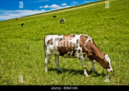 Grasende Kühe auf Feld Stockfoto