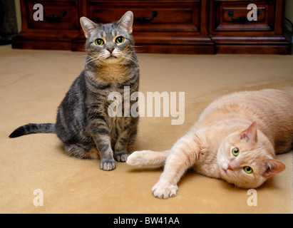 Eine königliche amerikanische Kurzhaarkatze (links) und eine orange Tabby Hauskatze posieren zusammen für ein Porträt. Stockfoto